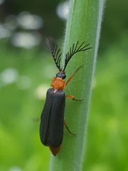 Pterotus obscuripennis