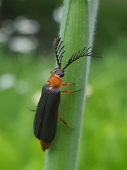 Pterotus obscuripennis