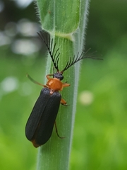 Pterotus obscuripennis