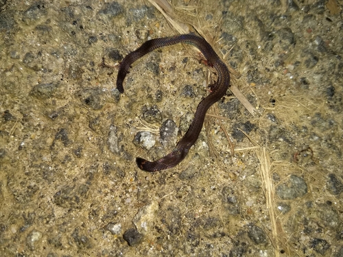 Captain’s Wood Snake