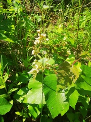 Anthoxanthum glabrum