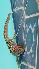 Coleonyx