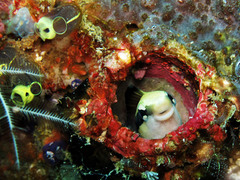 Aspidontus taeniatus