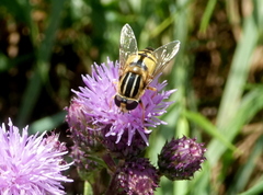 Helophilus pendulus