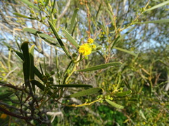 Acacia ligulata