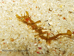 Halicampus macrorhynchus