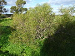 Acacia ligulata