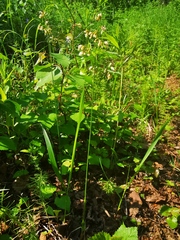 Anthoxanthum glabrum