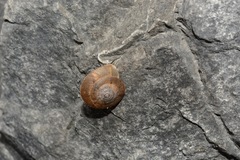 Aegista