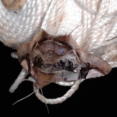 Euclystis guerini