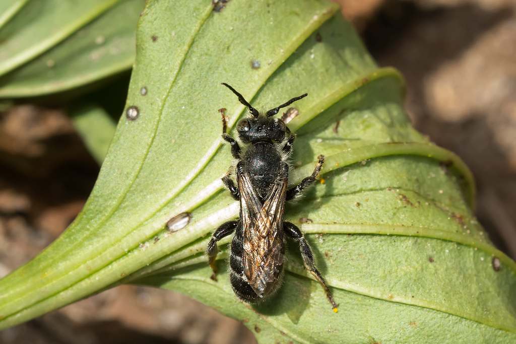 Dilated-horned Small-Mason