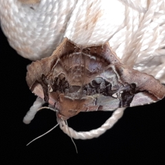 Euclystis guerini