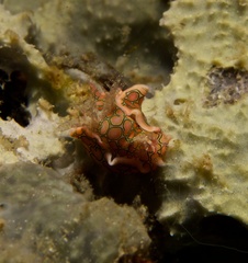 Sagaminopteron psychedelicum