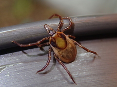 Ixodes acutitarsus