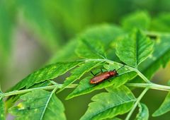 Rhagonycha fulvaliena