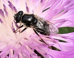 Cheilosia caerulescens