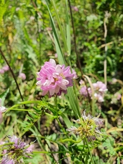 Securigera varia