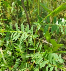 Securigera varia