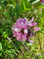 Securigera varia