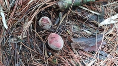 Balanophora laxiflora