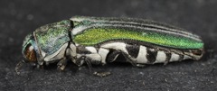 Agrilus hespenheidei