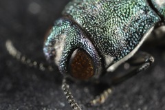 Agrilus hespenheidei