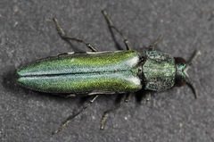 Agrilus hespenheidei
