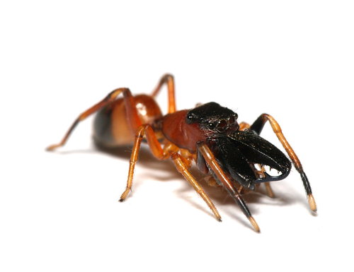 Ant-Spider