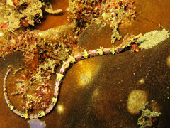 Halicampus macrorhynchus