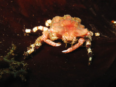 Cyclocoeloma tuberculatum