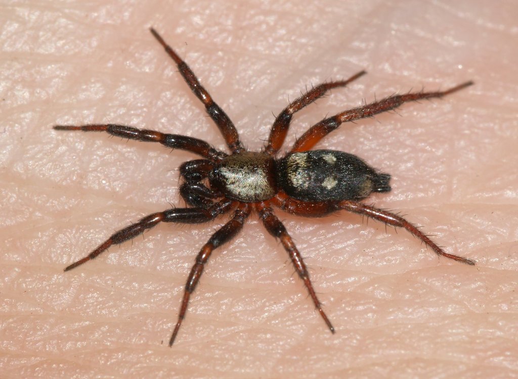 Callilepis schuszteri