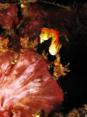 Hippocampus pontohi