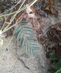 Astragalus olchonensis