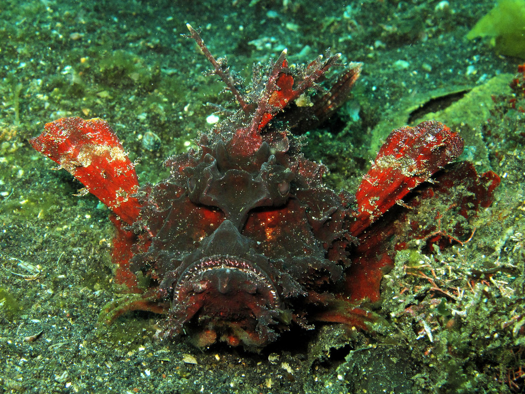 Bearded ghoul (Inimicus didactylus) — Synanceiidae