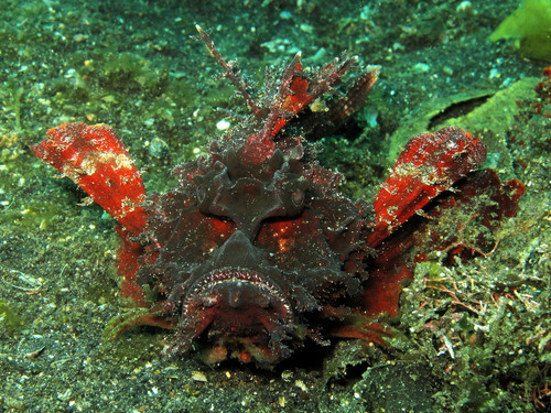 Bearded ghoul (Inimicus didactylus) — Synanceiidae