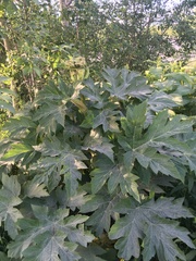 Heracleum mantegazzianum