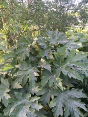 Heracleum mantegazzianum