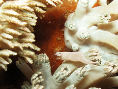 Zenopontonia soror