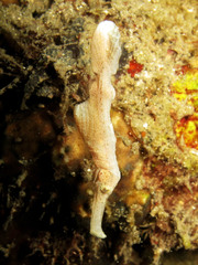 Solenostomus