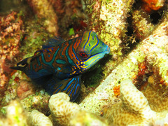 Synchiropus splendidus