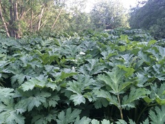 Heracleum sosnowskyi