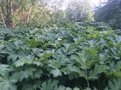 Heracleum sosnowskyi