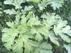 Heracleum sosnowskyi