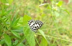 Castalius rosimon