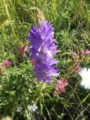 Campanula spicata