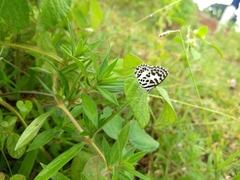 Castalius rosimon