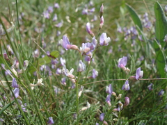 Astragalus tenuifolius