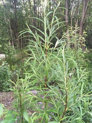 Salix schwerinii