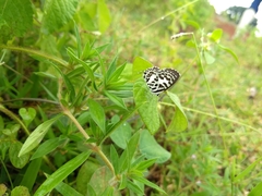 Castalius rosimon