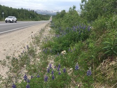 Lupinus nootkatensis